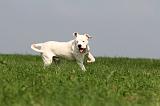 DOGUE ARGENTIN 389